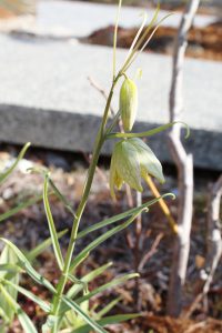 img_5041-852x1280